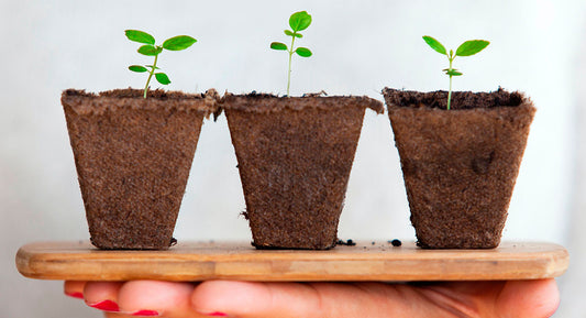 Jardinería y bienestar, cuáles son sus puntos de encuentro
