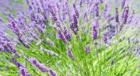 Sabemos como fusionar bienestar en la piel y en la mente. Lavanda en GGcare