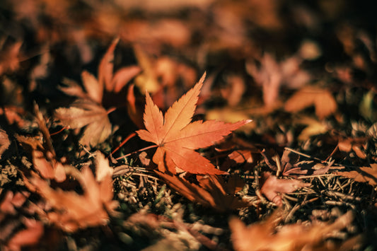 El Otoño y sus antioxidantes naturales
