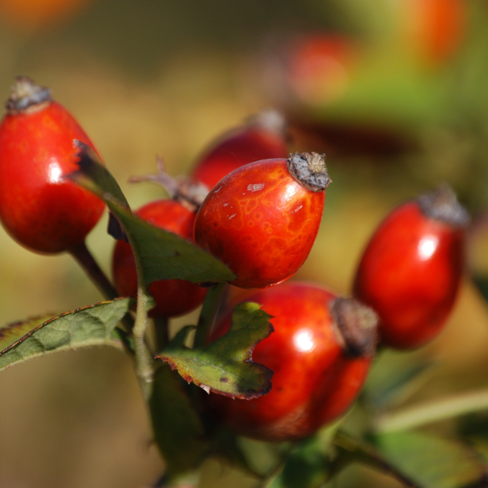 Aceite de Rosa Mosqueta, un gran aliado para olvidarte de la caspa