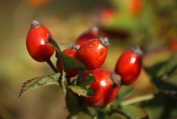 Aceite de Rosa Mosqueta, un gran aliado para olvidarte de la caspa