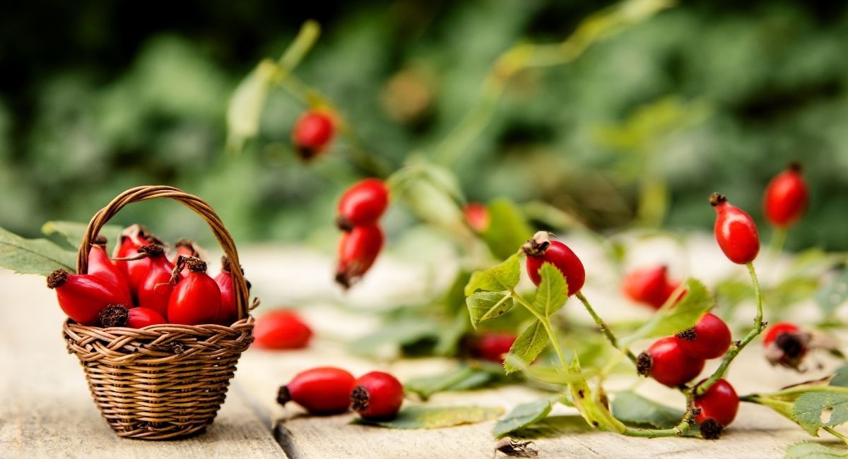 La Rosa mosqueta, un lujo de la naturaleza